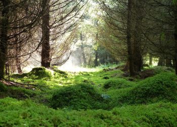 Ressourcen-und umweltschonend heißt verantwortungsvoller Umgang mit der Natur.